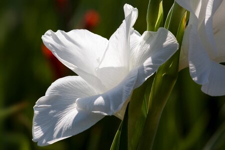 White green bloom