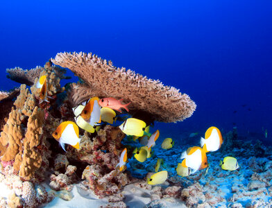 Color Marine Fish on the Reef in the ocean photo