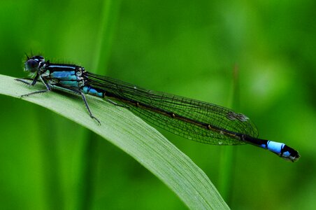 Water lake predatory insect