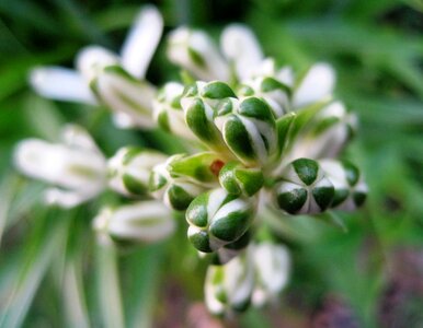 White segmented garden