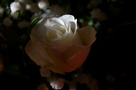 Blossom bloom white rose