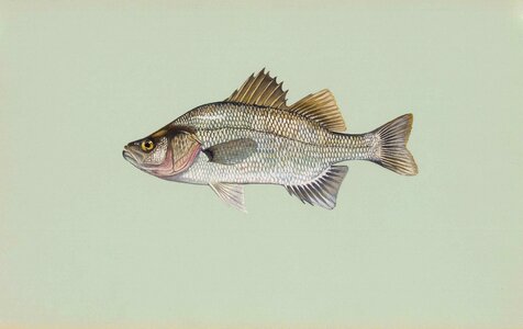 Perch white white perch