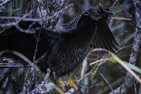 Anhinga spreading its wings on the tree