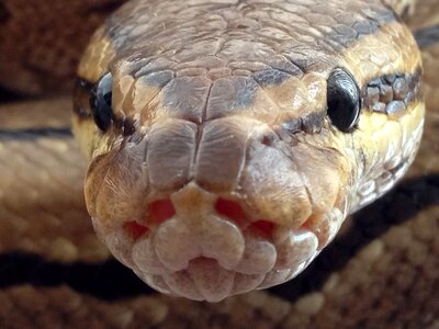 Normal reptile python photo