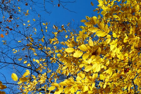 Nature light bright colors