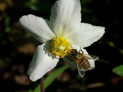Anemone beautiful flowers bee photo