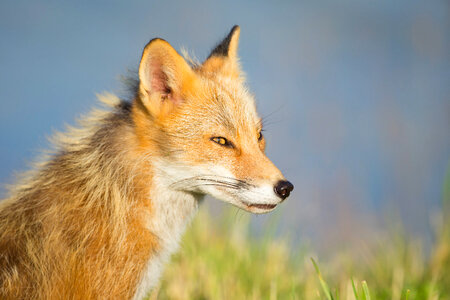 Red fox close-up-1