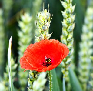 Beautiful Flowers biology bloom