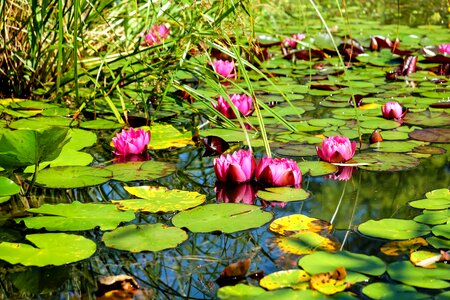 Aquatic beautiful flowers beautiful photo
