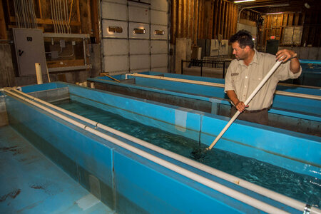 FWS staff employee cleans fish raceways-1