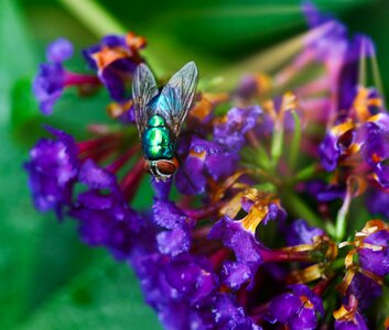 Male common fruit fly photo