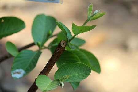 Guava Leaves photo