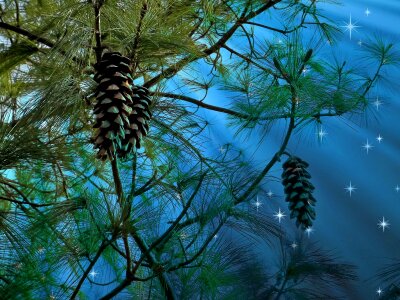 Tap pine cones tree photo