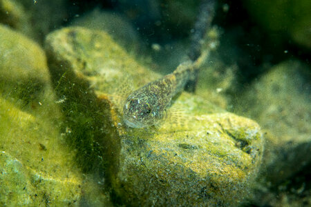Slimy sculpin