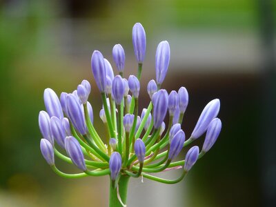 Lily blue ornamental plant photo