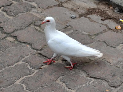 Dove pavement white