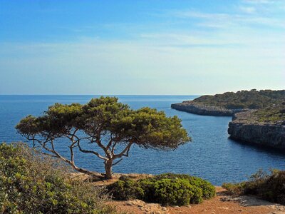 Coast sea tree