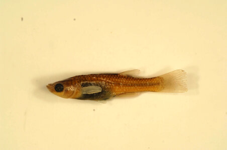 Poeciliopsis gracilis