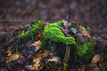 Stump forest green