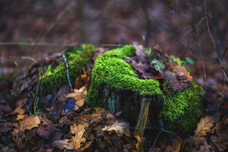 Stump forest green photo