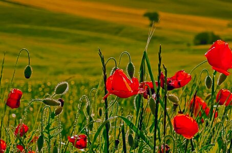 Agriculture beautiful flowers bloom