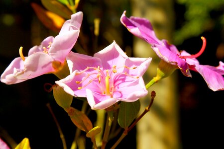 Flora flowers nature