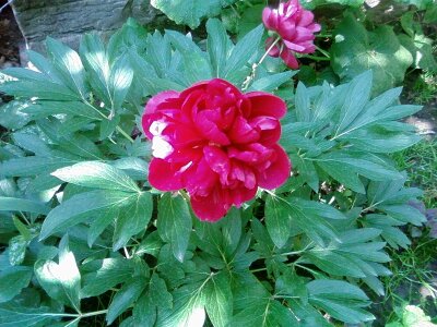 Blossom peony red photo