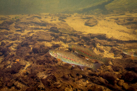 Rainbow trout swim in Meadow Creek photo