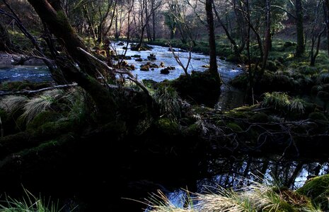 Creek environment forest photo