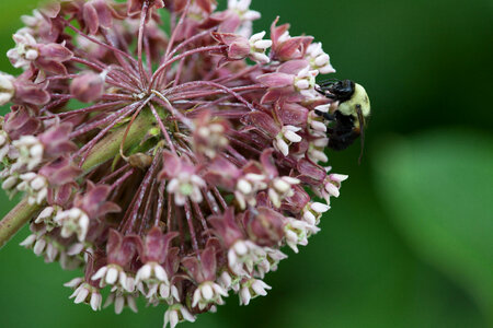 Common Milkweed-1 photo