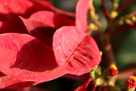 Red Leaves Plant photo
