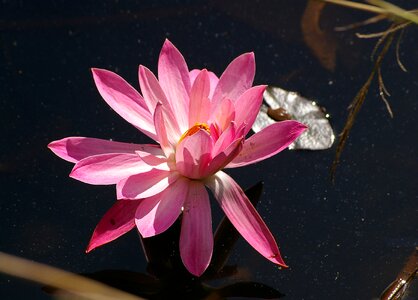 Flower pink aquatic