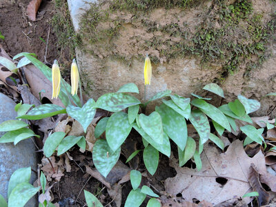 Yellow trout-lily photo