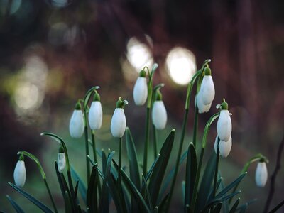 Buds of Beautiful Snowdrop Flowers - Galanthus Nivalis at Spring photo