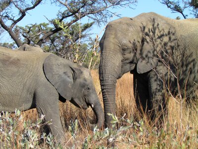 South africa wildlife nature