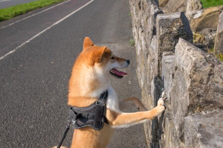 Dog Jumping Wall Free Photo