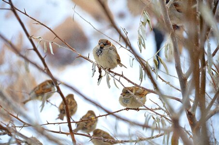 Nature sparrows winter photo