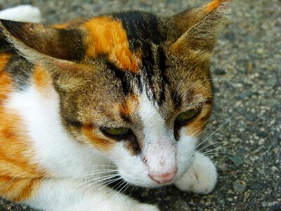 Kitten domestic mammal