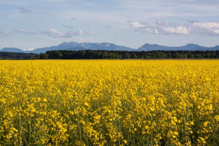 Field harvest field of rapeseeds
