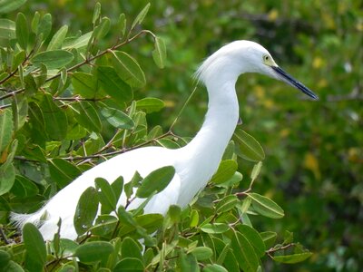 Great egret animals ave