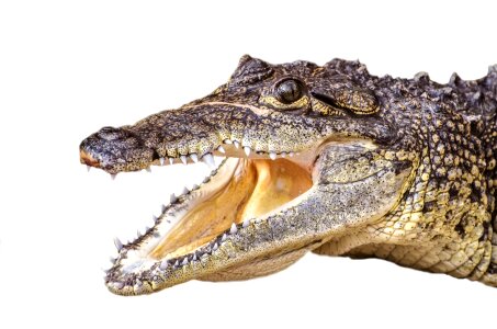 Threatened river carnivorous