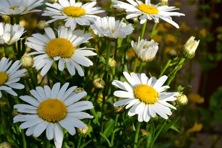 Daisies blossoms petals photo