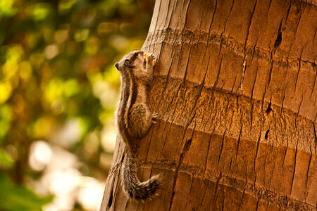 Squirrel On Tree Closeup photo
