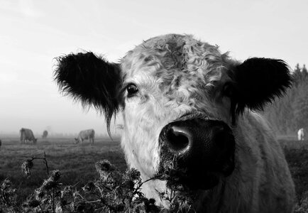 Animal black and white bovine