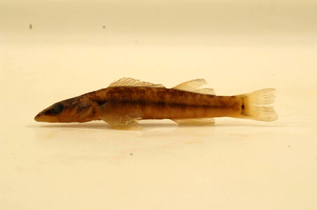 Percina oxyrhynchus