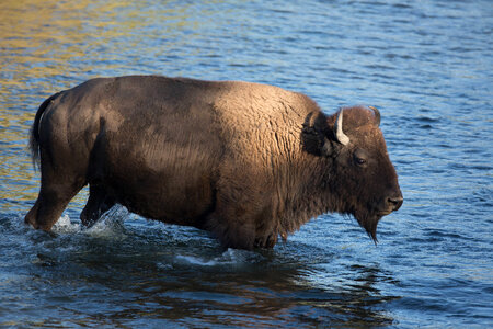 Bison crosses Mission Creek-6