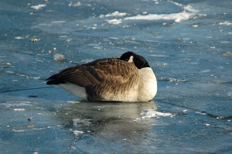 River ice winter