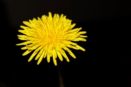 Summer yellow petals