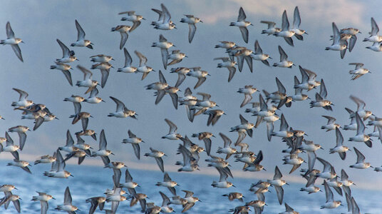 Western Sandpipers in flight photo