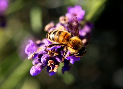 Animal arthropod beautiful flowers